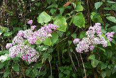 Pericallis aurita image