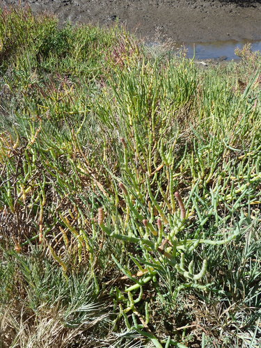 iNaturalist observation photo of pickleweeds
