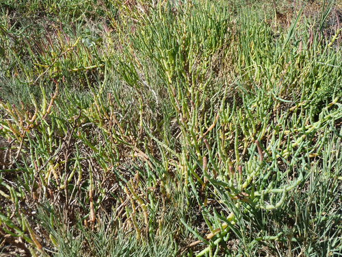 iNaturalist observation photo of Pacific Glasswort