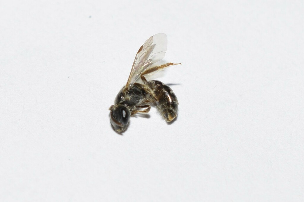 Lasioglossum limbelloides