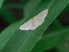 Pleuroprucha