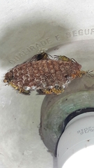 Mischocyttarus cerberus