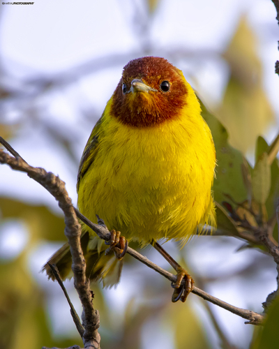 Mangrove Warbler [castaneiceps]
