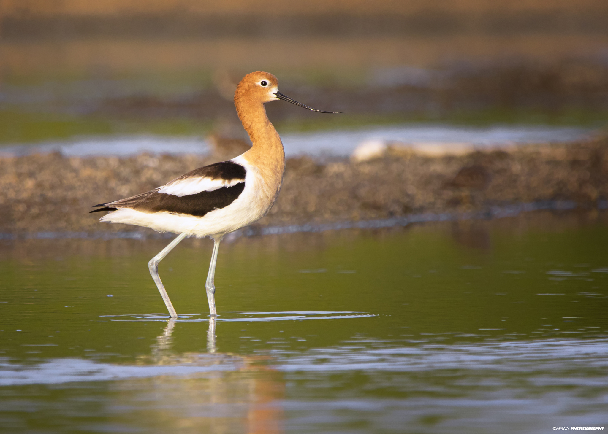 American Avocet (Recurvirostra americana)