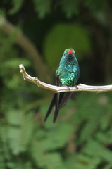 Cynanthus forficatus
