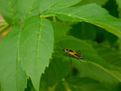Chauliognathus scutellaris