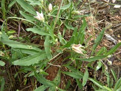 Chamaesaracha edwardsiana