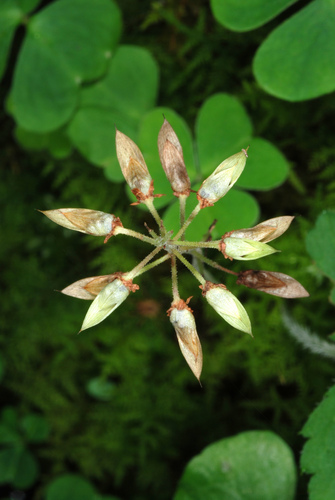 Creeping Foamflower