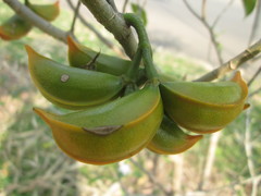 Tabernaemontana dichotoma