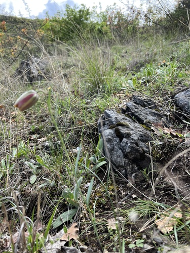 Fritillaria gussichiae, photograph 5