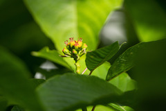 Euphorbia pulcherrima image