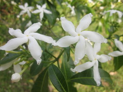 Tabernaemontana dichotoma