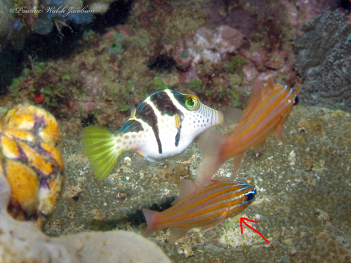 Orangespot Cardinalfish