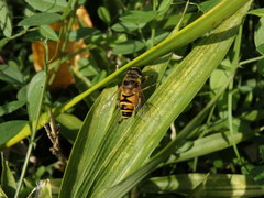 Eristalis cerealis