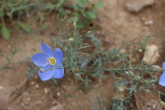Giliastrum insigne