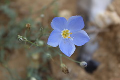 Giliastrum insigne