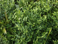 Vicia sativa nigra