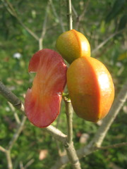 Tabernaemontana dichotoma