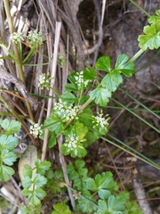 Apium prostratum filiforme