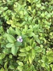 Dyschoriste humistrata