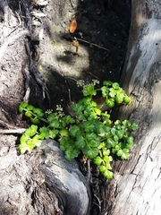 Apium prostratum filiforme