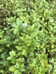 Dyschoriste humistrata