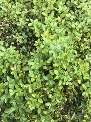 Dyschoriste humistrata