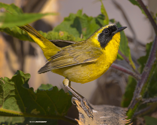 Belding's Yellowthroat (Geothlypis beldingi), photo 10