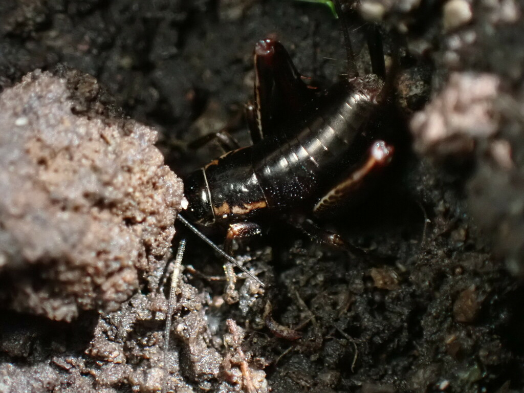 Goniogryllus sexspinosus
