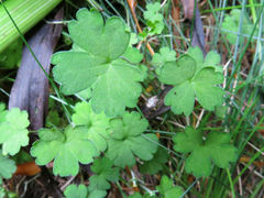 Geranium microphyllum