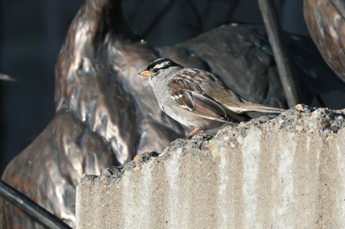 White-crowned Sparrow photographed in Missouri