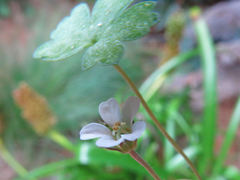 Geranium microphyllum