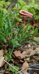 (c) Tobias Guldberg Frøslev, some rights reserved (CC BY) Fritillaria gussichiae, photograph (c) Tobias Guldberg Frøslev, some rights reserved (CC BY)