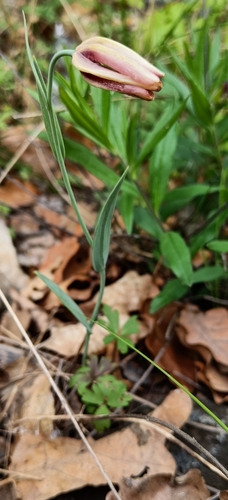 Fritillaria gussichiae, photograph 2
