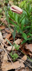 (c) Tobias Guldberg Frøslev, some rights reserved (CC BY) Fritillaria gussichiae, photograph (c) Tobias Guldberg Frøslev, some rights reserved (CC BY)