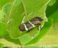 Aeneolamia albofasciata