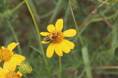 Chauliognathus scutellaris