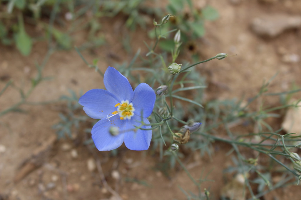 Marked Gilia
