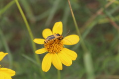 Chauliognathus scutellaris