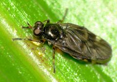 Berisina maculipennis