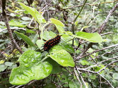 Battus philenor hirsuta