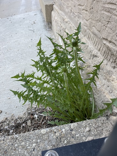 linear-lobed dandelion (Taraxacum stenacrum)