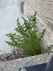 Taraxacum — photo 2