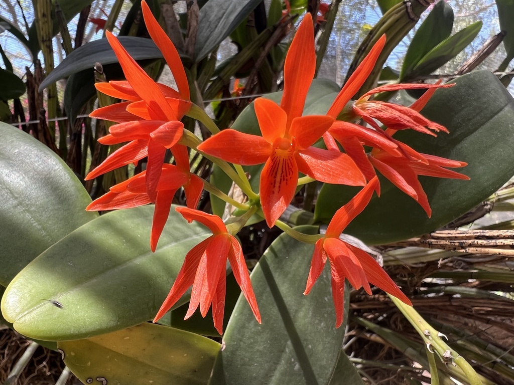 Epidendrum aurantiacum Bateman, 1838 4