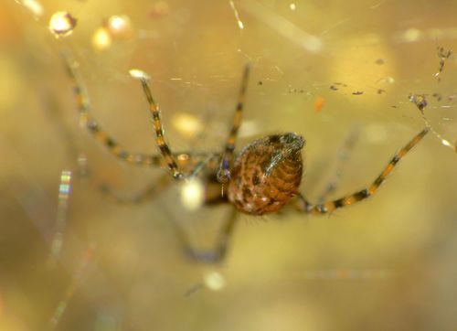 Stiphidiidae