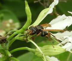 Polistes pacificus