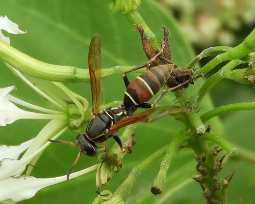 Polistes pacificus Fabricius, 1804