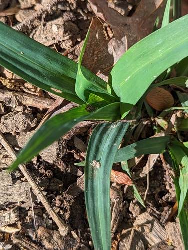Image of Carex glaucodea by (c) Alison Northup, some rights reserved (CC BY)