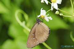 Euploea core amymone