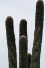 Cephalocereus macrocephalus